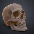 Mô hình hộp sọ người 3D chi tiết cao - Dễ dàng in và lắp ráp - Thumbnail 9