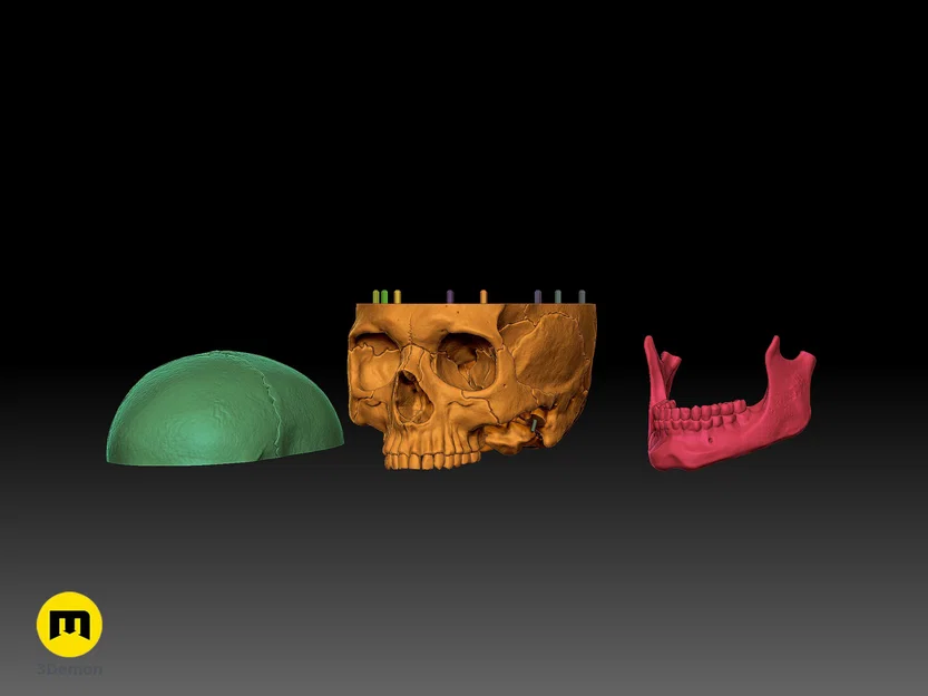 Mô hình hộp sọ người 3D chi tiết cao - Dễ dàng in và lắp ráp - Image 10
