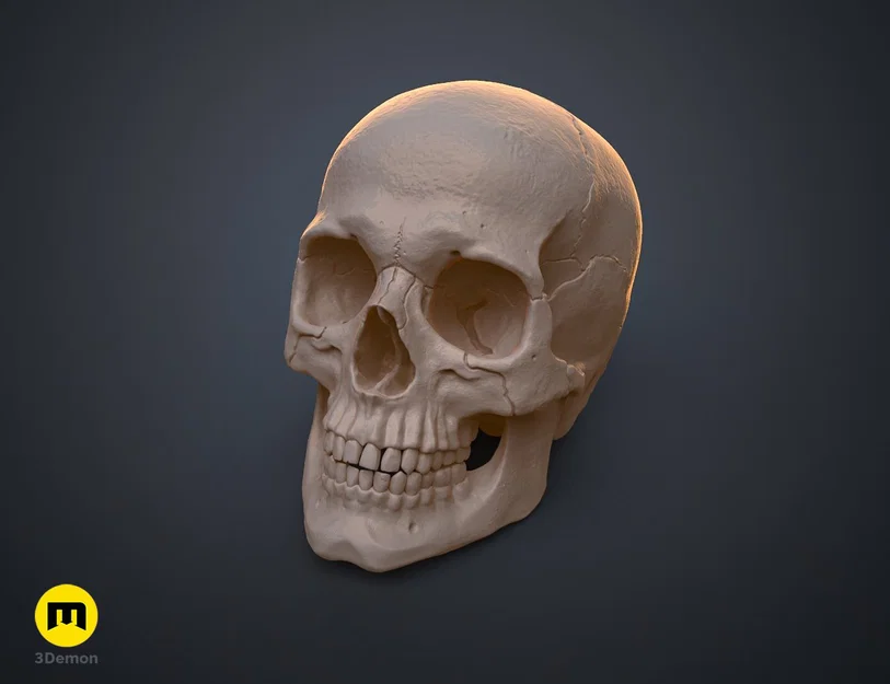 Mô hình hộp sọ người 3D chi tiết cao - Dễ dàng in và lắp ráp - Image 11