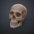 Mô hình hộp sọ người 3D chi tiết cao - Dễ dàng in và lắp ráp - Thumbnail 11