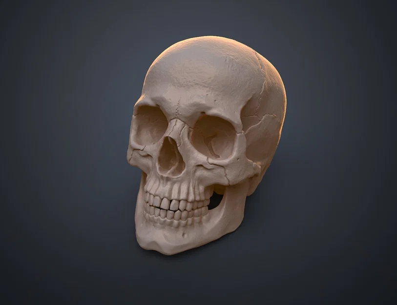 Mô hình hộp sọ người 3D chi tiết cao - Dễ dàng in và lắp ráp - Image 12