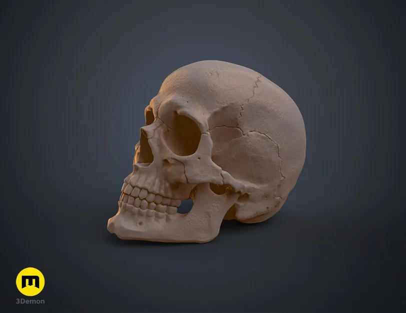 Mô hình hộp sọ người 3D chi tiết cao - Dễ dàng in và lắp ráp - Image 13