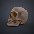 Mô hình hộp sọ người 3D chi tiết cao - Dễ dàng in và lắp ráp - Thumbnail 13