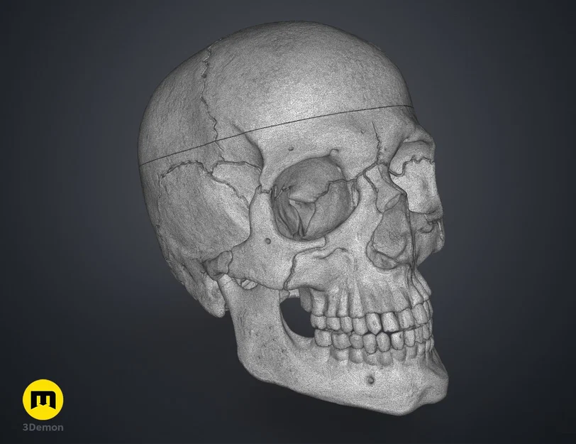 Mô hình hộp sọ người 3D chi tiết cao - Dễ dàng in và lắp ráp - Image 14