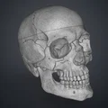 Mô hình hộp sọ người 3D chi tiết cao - Dễ dàng in và lắp ráp - Thumbnail 14