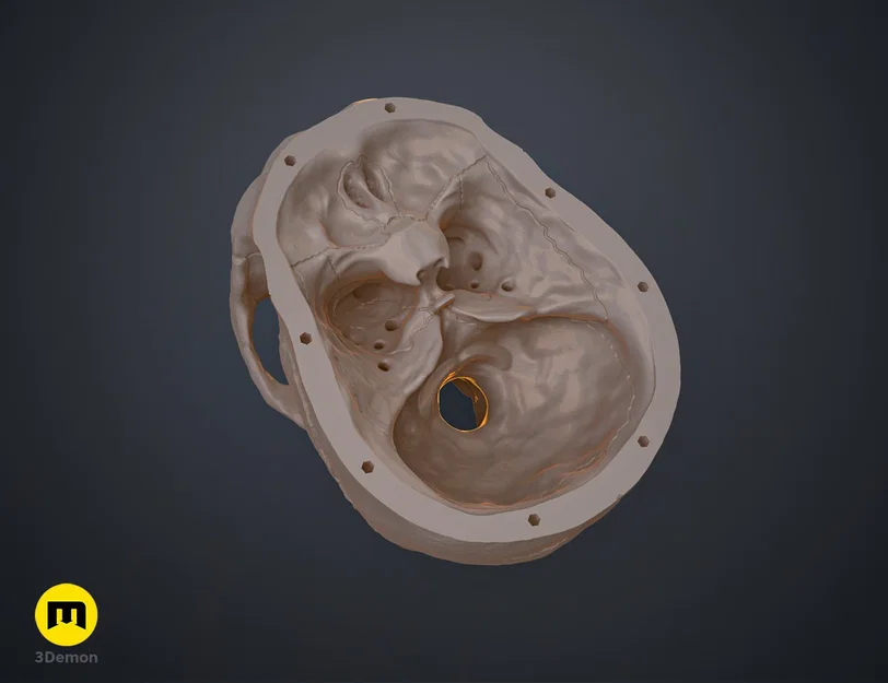 Mô hình hộp sọ người 3D chi tiết cao - Dễ dàng in và lắp ráp - Image 15