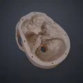 Mô hình hộp sọ người 3D chi tiết cao - Dễ dàng in và lắp ráp - Thumbnail 15