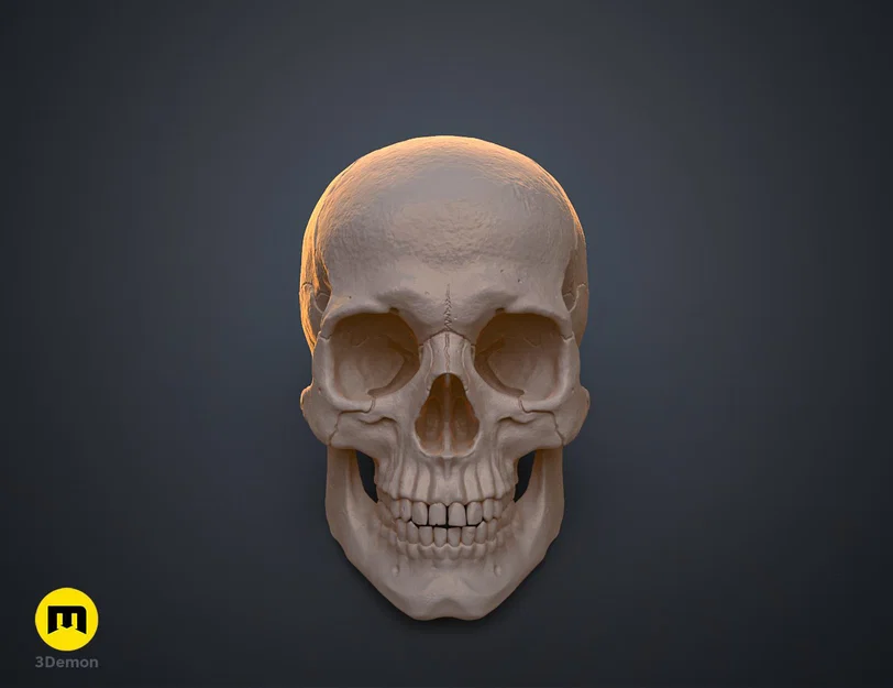 Mô hình hộp sọ người 3D chi tiết cao - Dễ dàng in và lắp ráp - Image 17