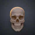 Mô hình hộp sọ người 3D chi tiết cao - Dễ dàng in và lắp ráp - Thumbnail 17