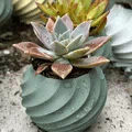 Bộ sưu tập chậu cây 3D hình xoắn ốc (Twisted Plant Pot) cực đẹp - Thumbnail 2