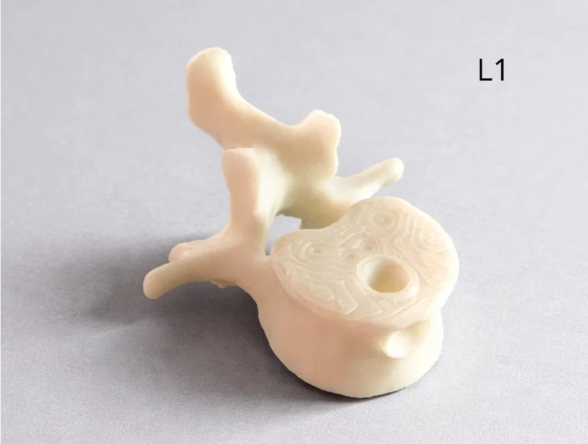 Móc khóa Đốt sống thắt lưng (L1) – Mẫu giải phẫu | Quà tặng Y/PT/Chiro - Image 1