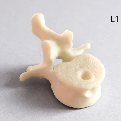 Móc khóa Đốt sống thắt lưng (L1) – Mẫu giải phẫu | Quà tặng Y/PT/Chiro