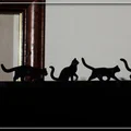 Mèo Trên Màn Hình (Cats On The Monitor) - Thumbnail 4