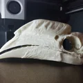 Hộp Sọ Hồng Hoàng Đùi Trắng (Bycanistes albotibialis) - Thumbnail 1