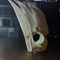 Hộp Sọ Hồng Hoàng Đùi Trắng (Bycanistes albotibialis) - Thumbnail 2