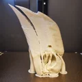 Hộp Sọ Hồng Hoàng Đùi Trắng (Bycanistes albotibialis) - Thumbnail 3