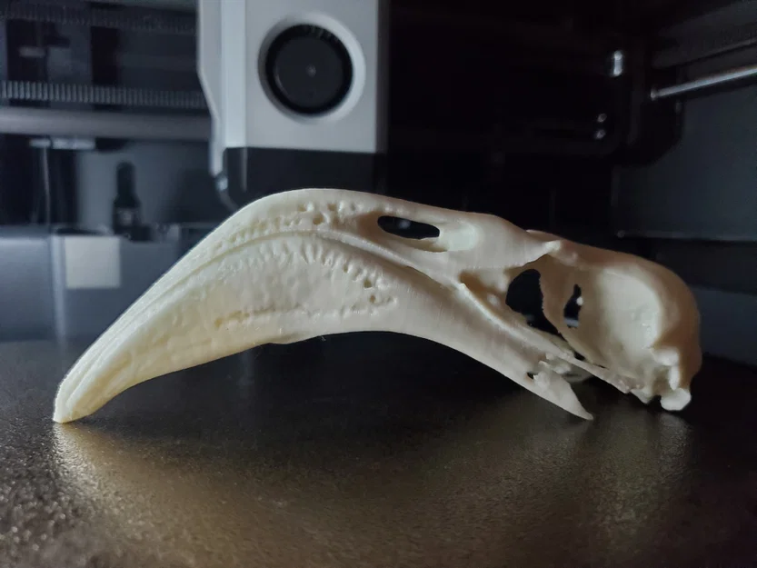 Hộp Sọ Hồng Hạc (Flamingo Skull) - Image 1