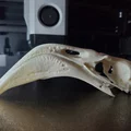 Hộp Sọ Hồng Hạc (Flamingo Skull) - Thumbnail 1