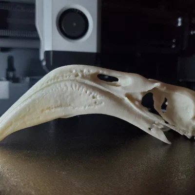 Hộp Sọ Hồng Hạc (Flamingo Skull)