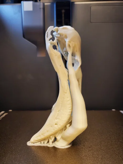 Hộp Sọ Hồng Hạc (Flamingo Skull) - Image 2