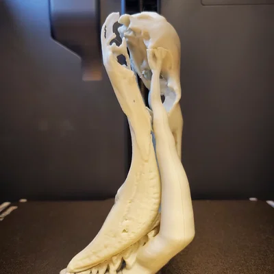 Hộp Sọ Hồng Hạc (Flamingo Skull)