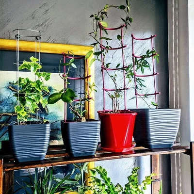 Bộ Khung Giàn Leo Cây Dạng Modun Lắp Ghép Thông Minh