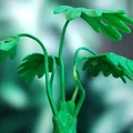 Cây Monstera Uốn Tạo Hình (Moldable Monstera Plant) - Kit In 3D - Thumbnail 6