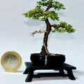 Chậu bonsai (Bonsai pot) - Thumbnail 3
