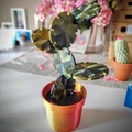 Cactus Coaster Plant – Bộ lót ly xương rồng - Thumbnail 1