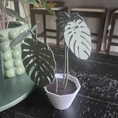 Bộ đế lót ly lá Monstera (Monstera Coaster Set) in 3D độc đáo
