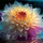 Peter_B_121107