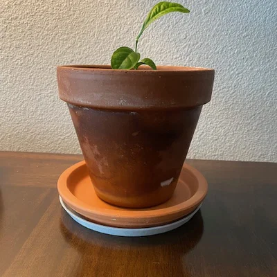 Dĩa Lót Chậu Cây (Planter Dish)