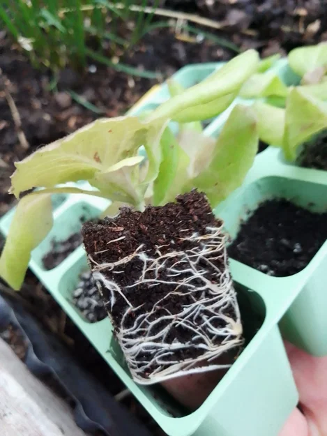 Khay ươm cây con không đáy (seedling plate - plaque à semis) - Image 5