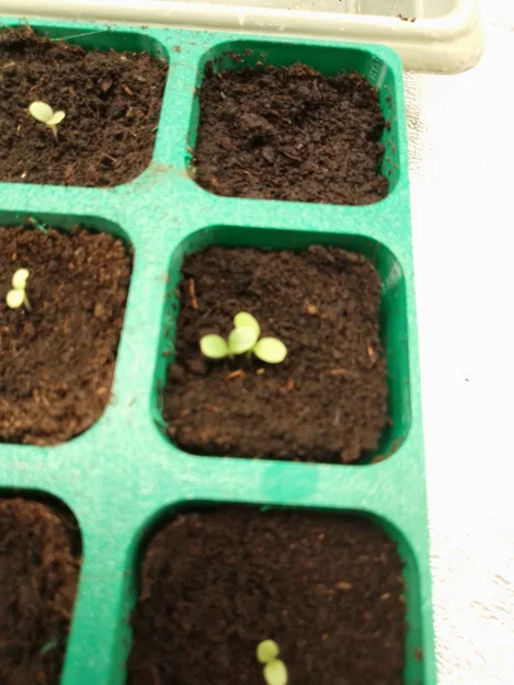 Khay ươm cây con không đáy (seedling plate - plaque à semis) - Image 10