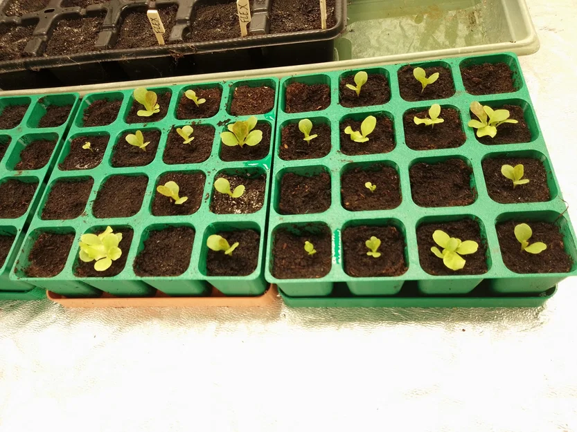 Khay ươm cây con không đáy (seedling plate - plaque à semis) - Image 11