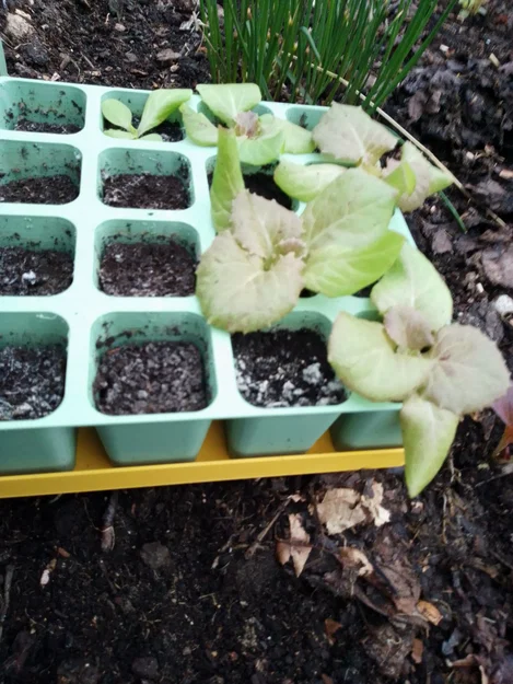 Khay ươm cây con không đáy (seedling plate - plaque à semis) - Image 13