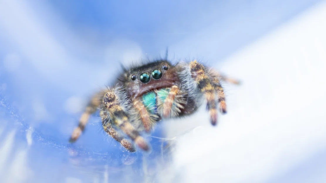 Adapter Macro cho Ống Kính Canon - 52mm - Image 5