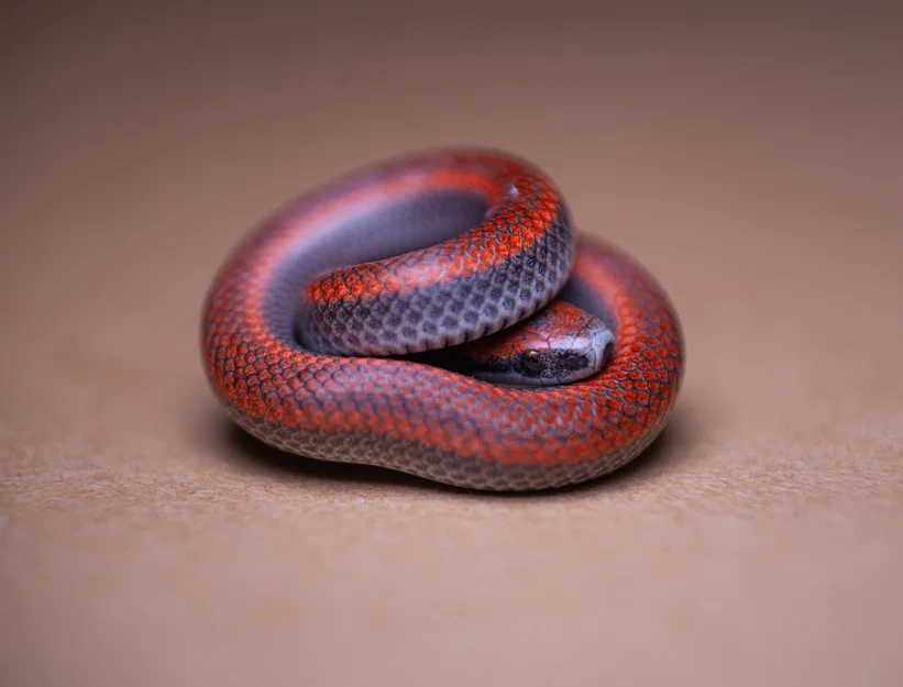 Adapter Macro cho Ống Kính Canon - 52mm - Image 6