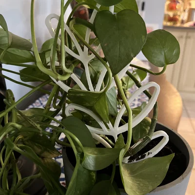 Giàn leo cây lá dày (Thicc Leafy Plant Trellis)