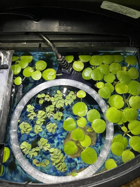 Vòng nổi cho ăn hoặc gom cây thủy sinh cho bể cá - Image 1