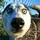RoyCoston_1677481