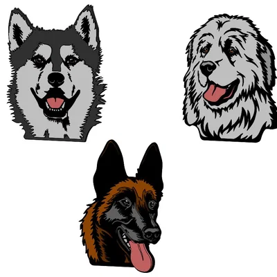 Placa 2D chó - Husky - Great Pyrenees - Belgian Malinois