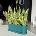 Chậu dài Long pot - Thumbnail 1