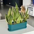 Chậu dài Long pot - Thumbnail 2