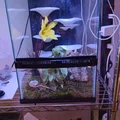 Gecko Shroom Wall - Mô hình nấm 3D trang trí chuồng bò sát độc đáo - Thumbnail 1