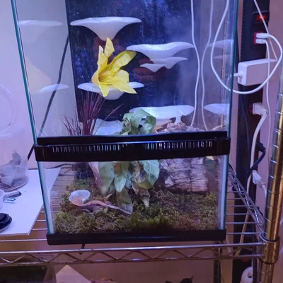 Gecko Shroom Wall - Mô hình nấm 3D trang trí chuồng bò sát độc đáo