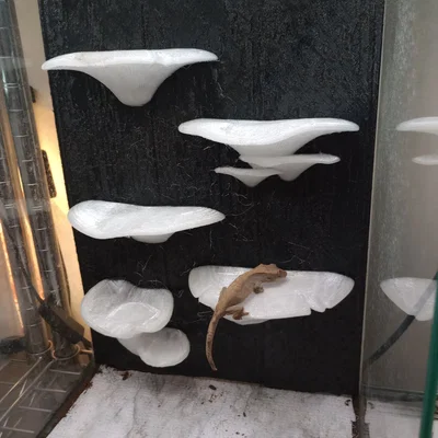 Gecko Shroom Wall - Mô hình nấm 3D trang trí chuồng bò sát độc đáo
