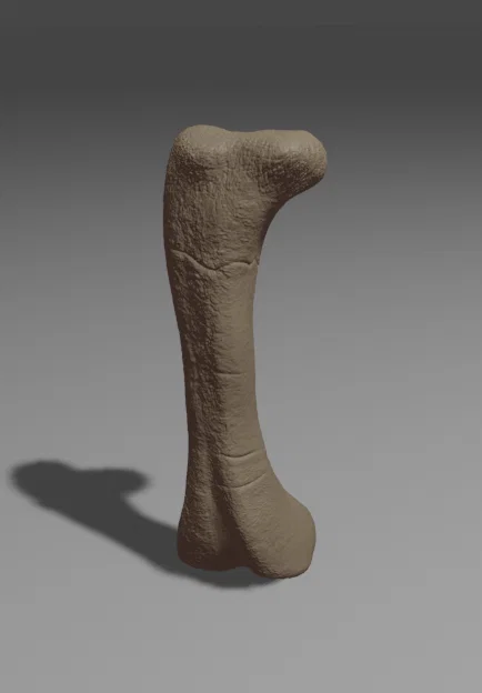 Xương đùi Apatosaurus (Apatosaurus Femur) tỉ lệ 1:1 - Image 1