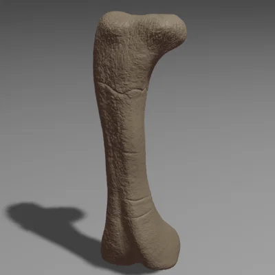 Xương đùi Apatosaurus (Apatosaurus Femur) tỉ lệ 1:1