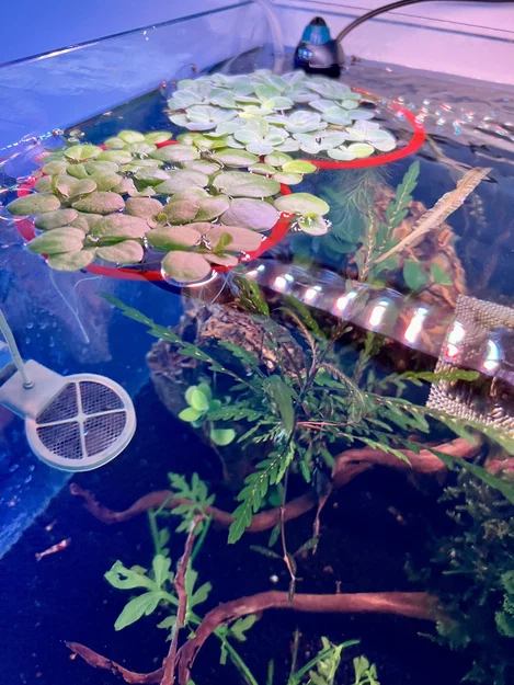 Vòng Thủy Sinh Nổi Cho Hồ Cá (Aquarium Ring For Floating Plants) - Image 2